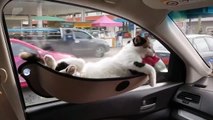 Ce chat est tellement zen dans son hamac de voiture