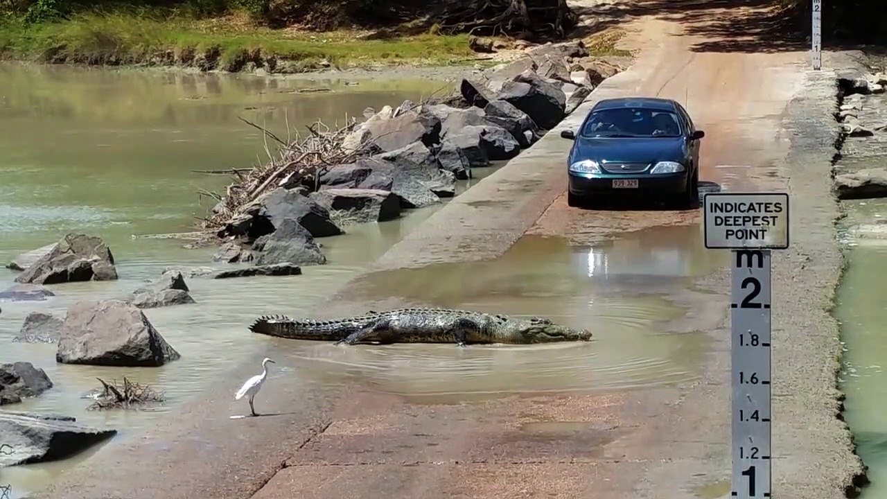 Attention, traversée de crocodiles...  Route risquée