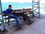 Aux Galapagos vous devez partager votre banc avec les lions de mer