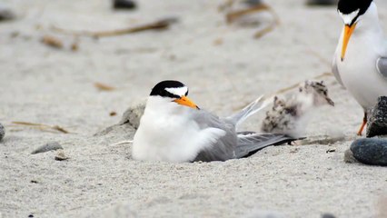 Ce qui se cache sous cet oiseau est adorable...