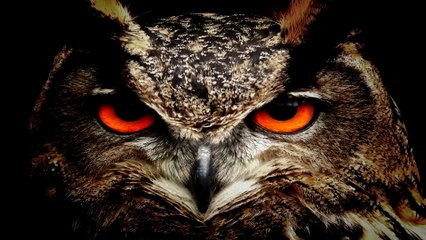 Quem você seria? Animais