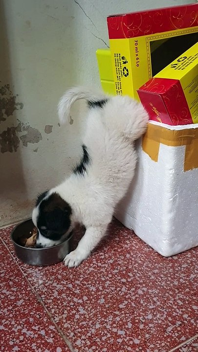 Cute Puppy Enjoys Food While Doing a Handstand