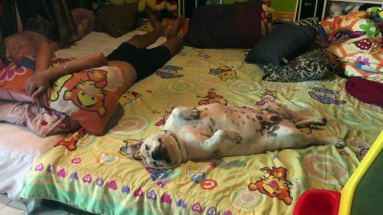 Like Owner Like Doggo
