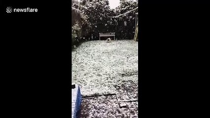 'Absolute, unbridled joy!' UK pug LOVES the snowstorm hitting Manchester area