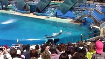 SeaWorld Trainers in the Water with Killer Whales!!! Entertainment.tv