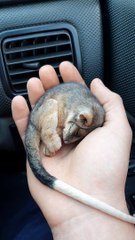Rescued Ringtail Possum Curls up to Warmth