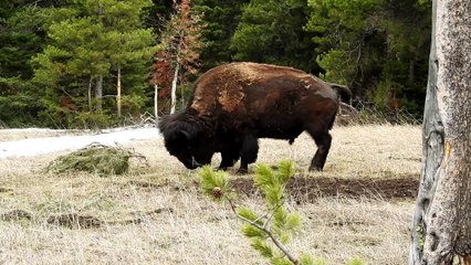 Bison Adorably Plays with a Branch