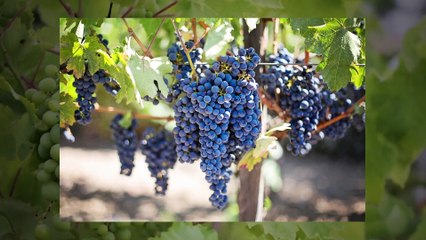 What Americans Boozed On Throughout History