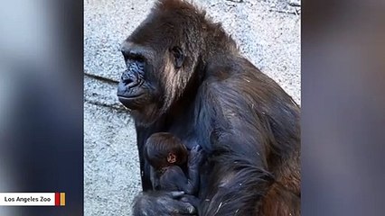 Download Video: It's A Girl! Los Angeles Zoo Celebrates Birth Of Adorable Gorilla