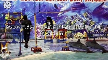 CollectionVideo-petmao_curation-petsmao.nownews-copy1-PetsMaoParser-2020/02/11-09:30