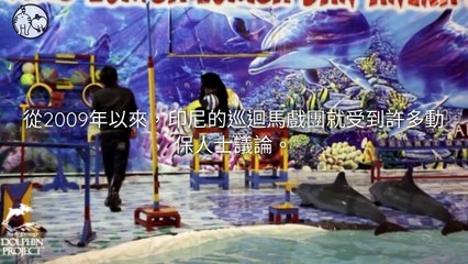 CollectionVideo-petmao_curation-petsmao.nownews|petmao_nownews-copy1-PetsMaoParser-2020/02/11-09:30