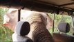 Giant Indian elephant 