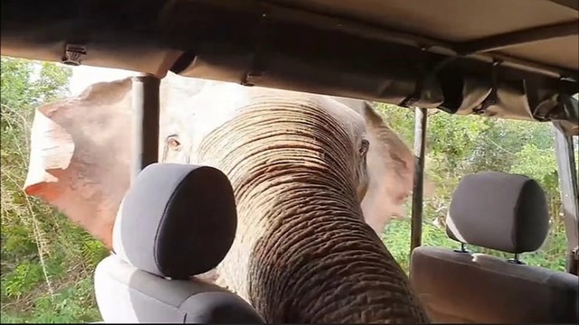 Giant Indian elephant Gemunu :Petrified safari tourists cower as hungry elephant sticks his trunk inside jeep looking for food