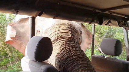 Giant Indian elephant "Gemunu":Petrified safari tourists cower as hungry elephant sticks his trunk inside jeep looking for food