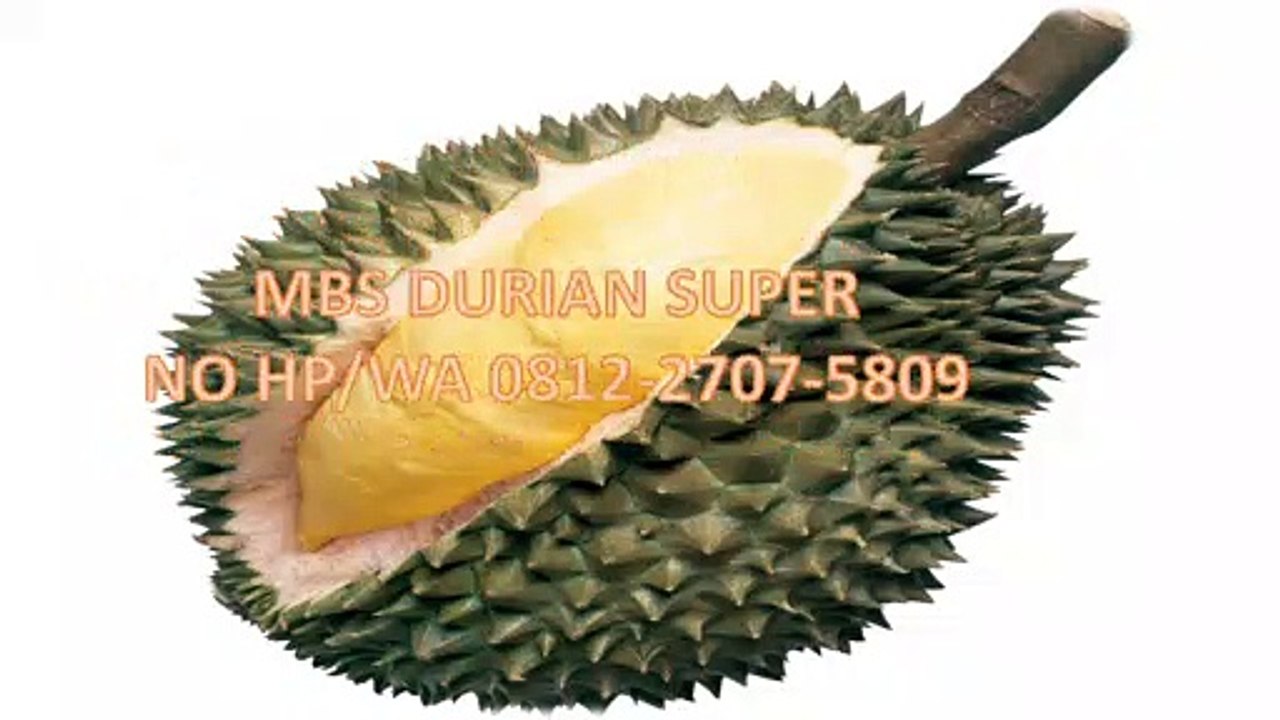 GROSIR, WA 0812-2707-5809, Bibit Durian Cangkokan Sulawesi Selatan