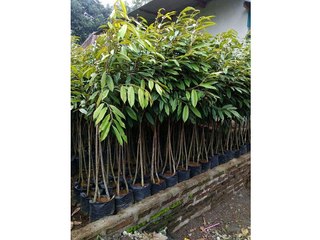 GROSIR, WA 0812-2707-5809, Bibit Durian Bawor Asli Makassar