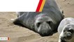 Scientists Reveal Some Elephant Seals Pause Their Pregnancies