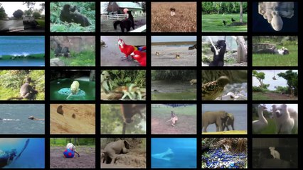 AnimalWall2020-final-render