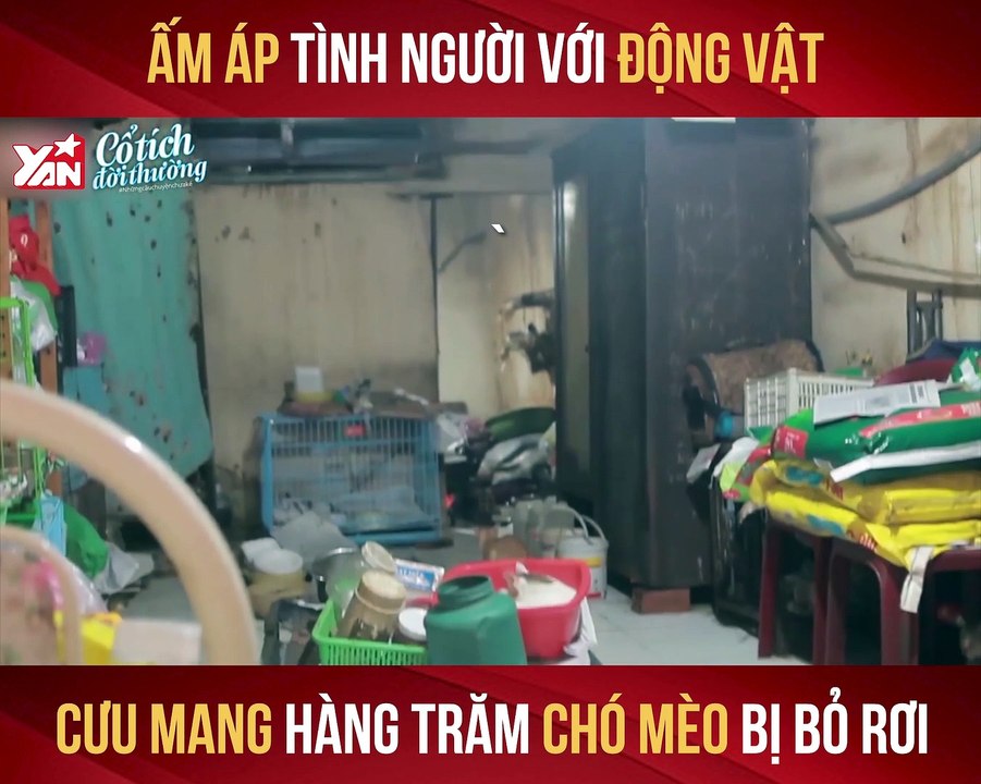 ẤM ÁP TÌNH NGƯỜI VỚI ĐỘNG VẬT CƯU MANG HÀNG TRĂM CHÓ MÈO BỊ BỎ RƠI II YANNEWS