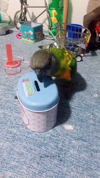 Thug Life Parrot #Love_life_Animals