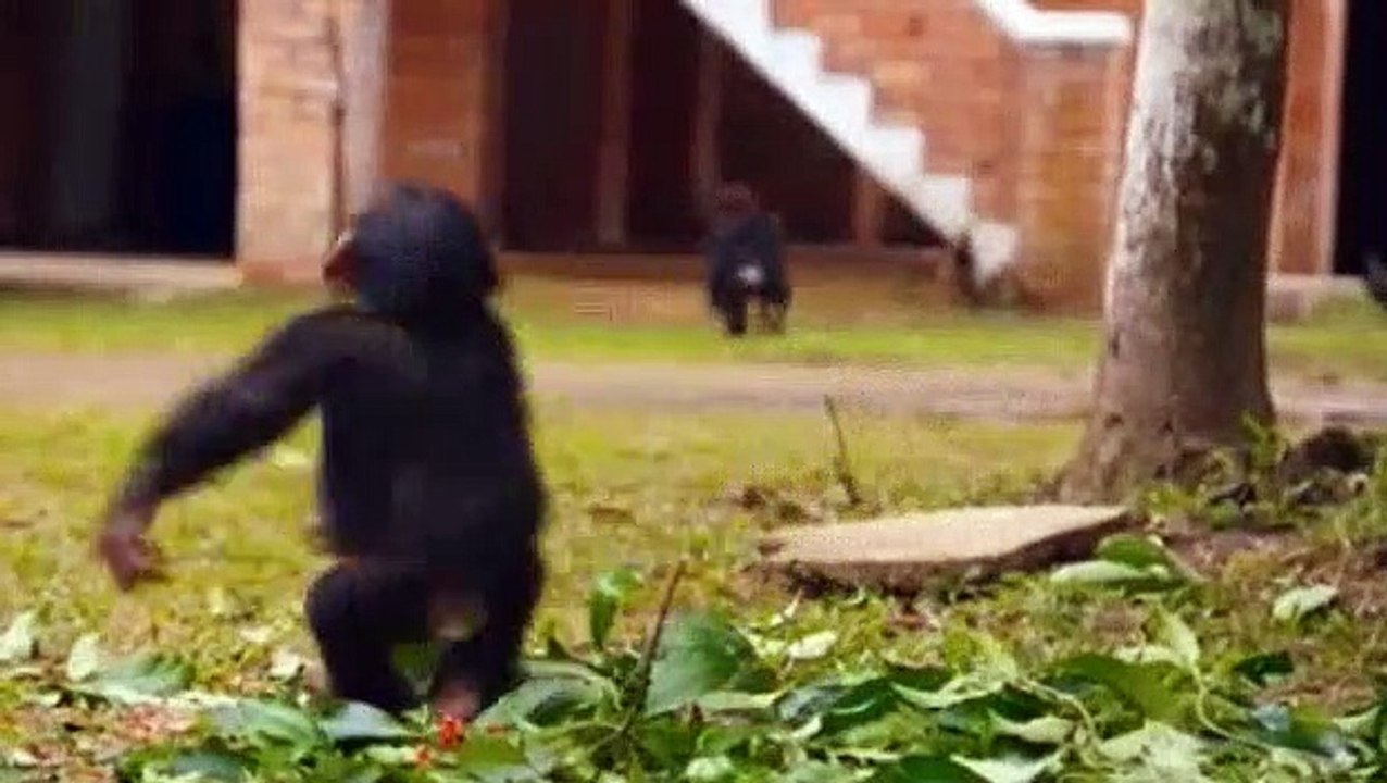 Baby Chimp Rescue - S01E03 - A New Beginning