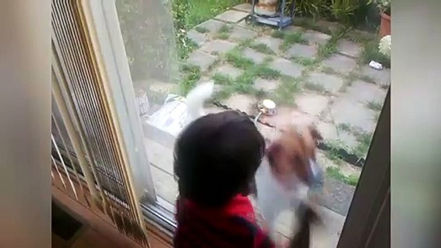 Funny Moments Between Cute Dog And Owner || See How Cute Moments these are || Dogs Are The Best Friends In the World || Dogs Love || Dogs Are Cute