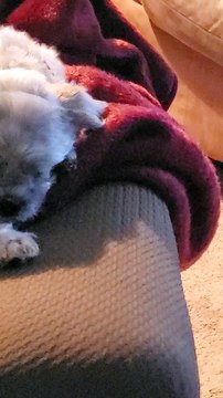 Dog snores loudly while sleeping