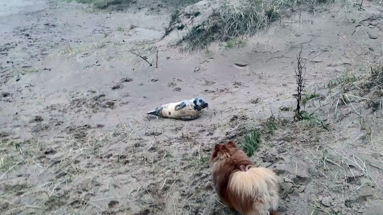 Concerns were raised for a seal out of the water in Sunderland