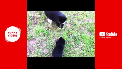 Best from Youtube #3 | Funny Videos Youtube | Animals | KBM