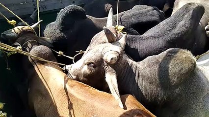 ट्रक से ले जा रहे गौवंशीय पशुओं को पुलिस ने पकड़ा