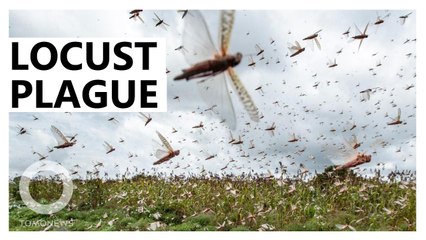 Locust plague threatens Somalia and eastern Africa