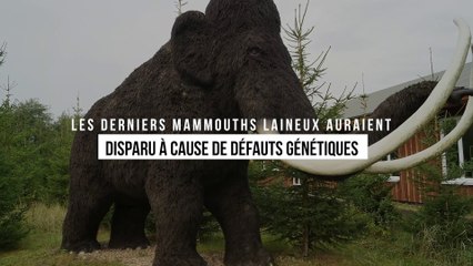 Les derniers mammouths laineux auraient disparu à cause de défauts génétiques