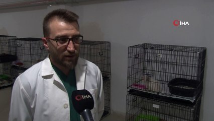 Üst solunum yolu enfeksiyonları sokak hayvanlarını da etkiliyor