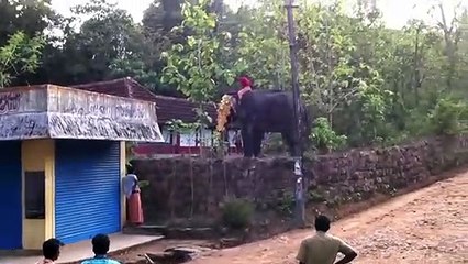 വേലയ്ക്ക് കൊണ്ട് വന്ന ആന വിരണ്ടു