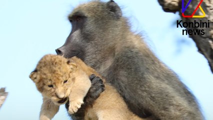 Dans la nature, ce babouin et ce lionceau reproduisent la scène culte du Roi Lion