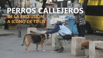 Perros callejeros, de la exclusión a iconos de la capital georgiana