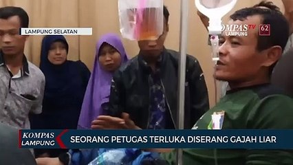 Seorang Petugas Terluka Diserang Gajah Liar