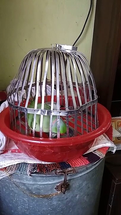 Parrot dance