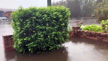 Kangaroos Spotted Struggling Through Flood Waters