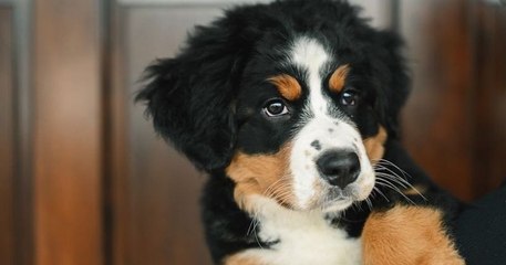 Une maison funéraire adopte un chiot afin de réconforter les familles endeuillées