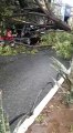 Chuvas acompanhadas de fortes ventos derrubam árvores e assustam moradores, em Patos