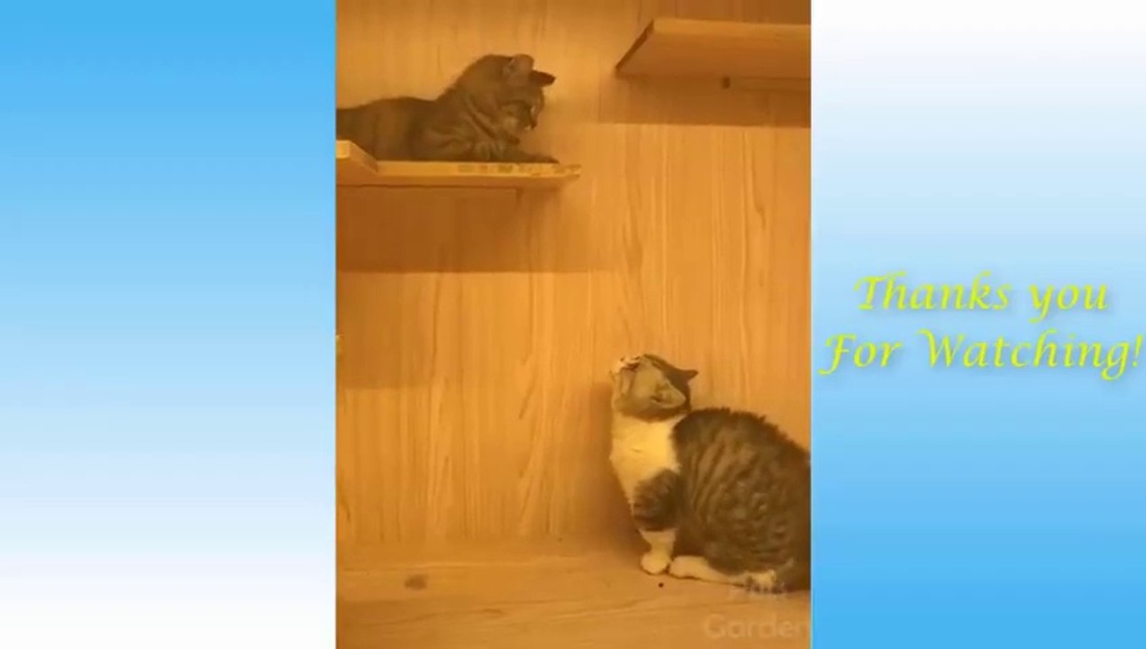 Cute Pets And Funny Animals Compilation #4 - Pets Garden
