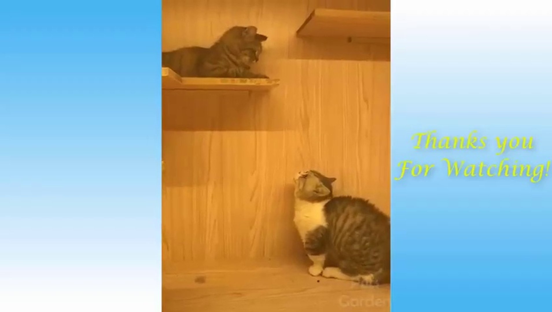 Cute Pets And Funny Animals Compilation #4 - Pets Garden_2
