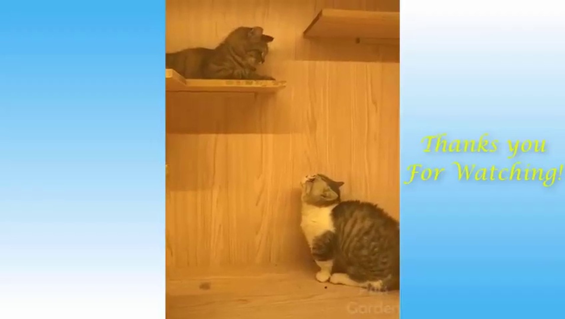 ⁣Cute Pets And Funny Animals Compilation #4 - Pets Garden_2