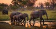 Le Botswana vend des permis de chasse à l'éléphant aux enchères