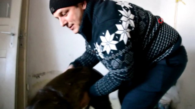 Dereye düşen yaralı karacanın imdadına vatandaş yetişti