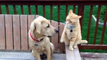 Gatos vs Perros - ¿Quién gana