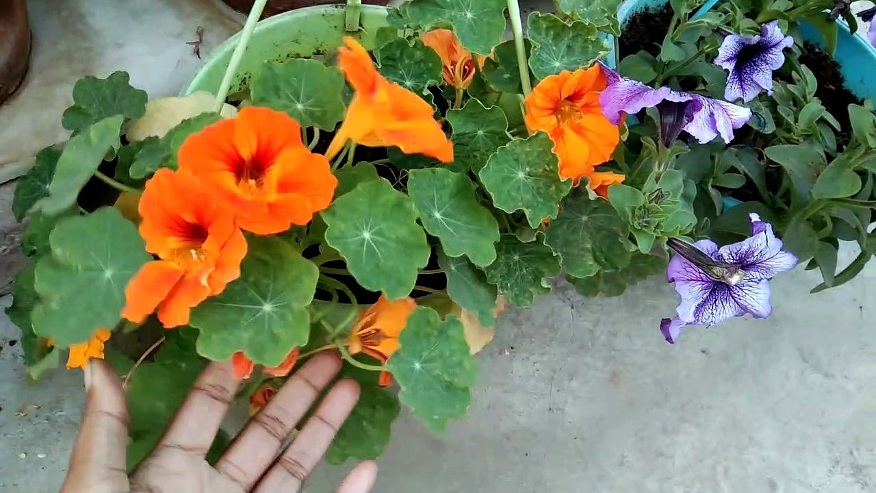 Naturtium plant care tips||how to grow?||Winter flowering plant