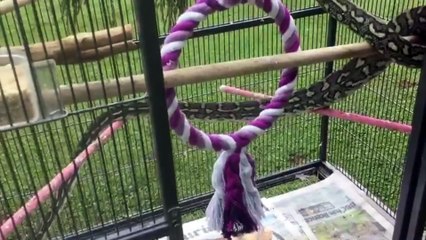 Python Trapped After Eating Cage Full of Budgies