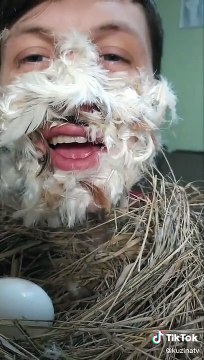 Un Close-Up sur le derrière d'une poule qui pond un œuf